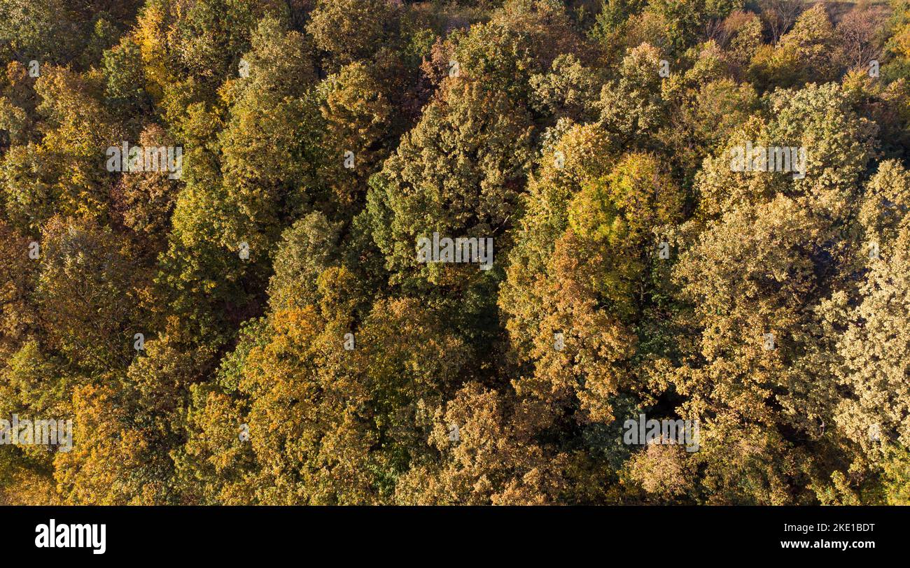Colorful forest trees in autumn above drone photo Stock Photo - Alamy