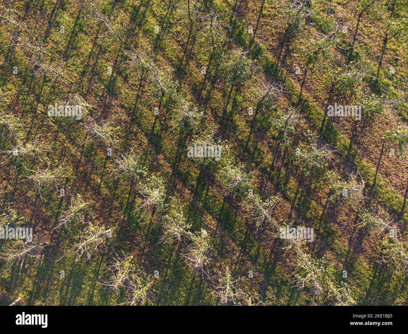 Plum trees in rows,fruit orchard in autumn above Stock Photo