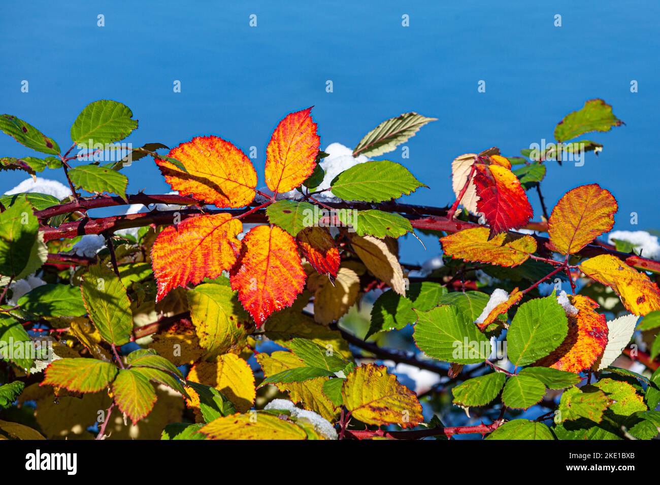 Colours of autumn against a blue background of water in Richmond British Columbia Canada Stock Photo