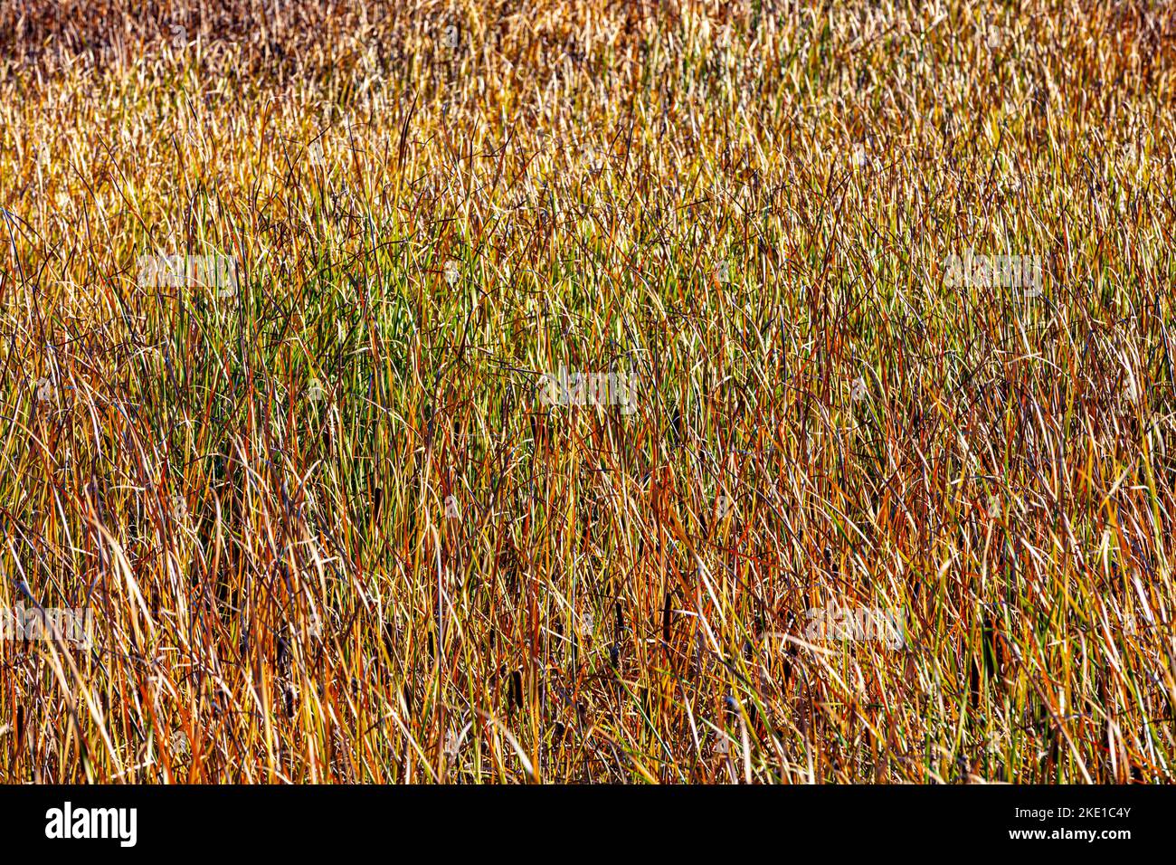 Abstract textural image of reeds and sedges on the banks of the Fraser River Estuary in Richmond British Columbia Canada Stock Photo