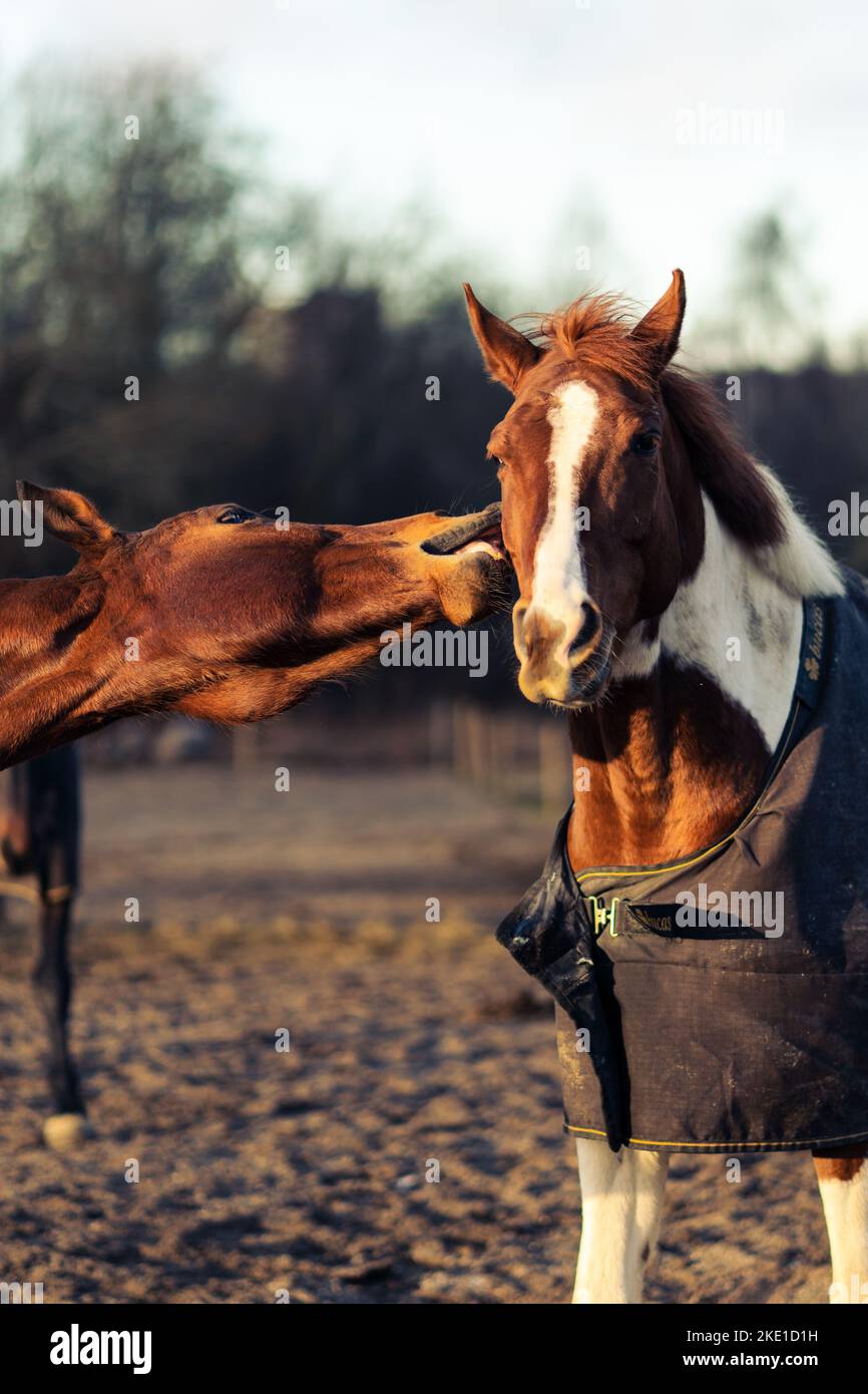 A vertical shot of a horse biting another horse during the daytime