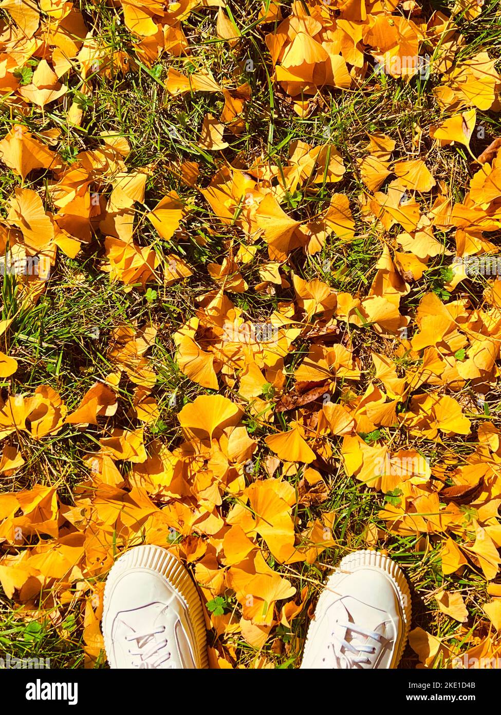 A vertical shot of the yellow leaves on the ground Stock Photo - Alamy