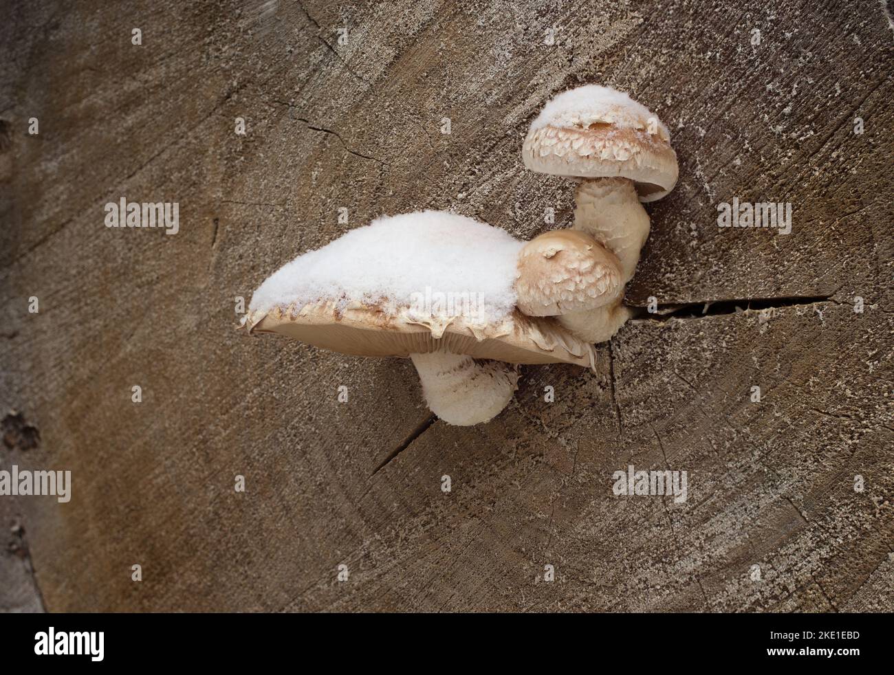 Snow covered Detructive Pholiota mushrooms, Hemipholiota populnea (Pholiota destruens) mushroom growing on the end of  a cottonwood log, in Troy, Mont Stock Photo
