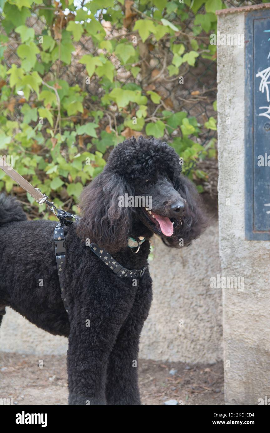 This beautiful youth Giant Poodles calls Jupiter Stock Photo