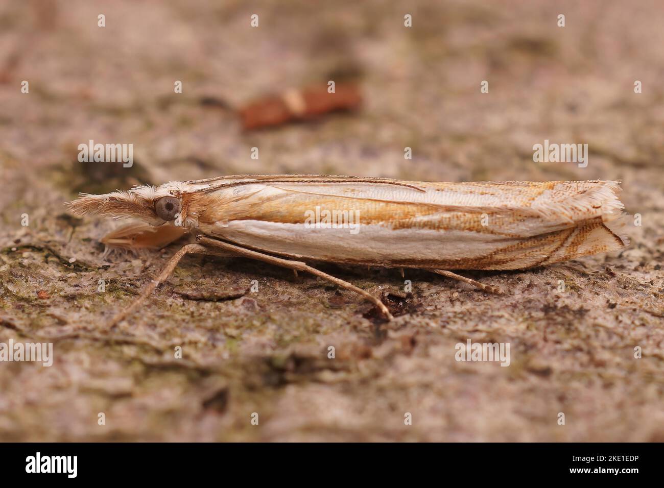 A closeup shot of the Crambus pascuella crambidae moth Stock Photo