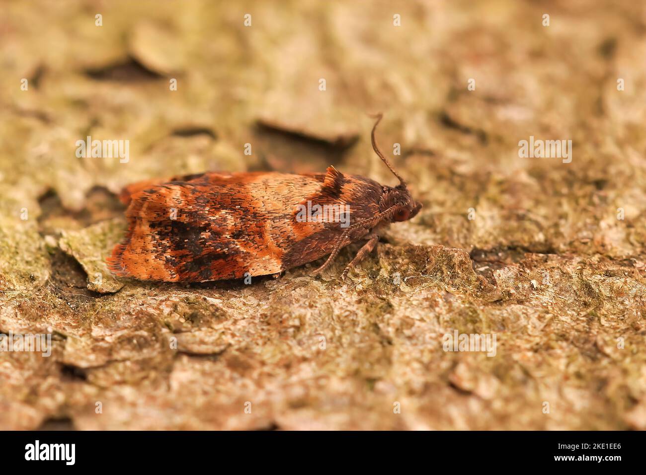A closeup shot of the Ditula angustiorana Tortricid moth Stock Photo