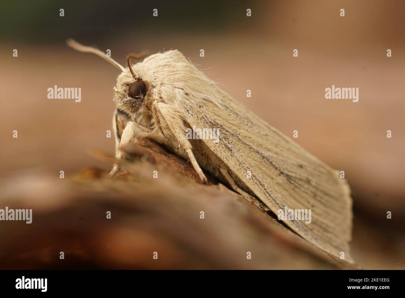 Detailed closeup on the pale brown colored seasonal Large Wainscot owlet moth, Rhizedra lutosa sitting on wood Stock Photo