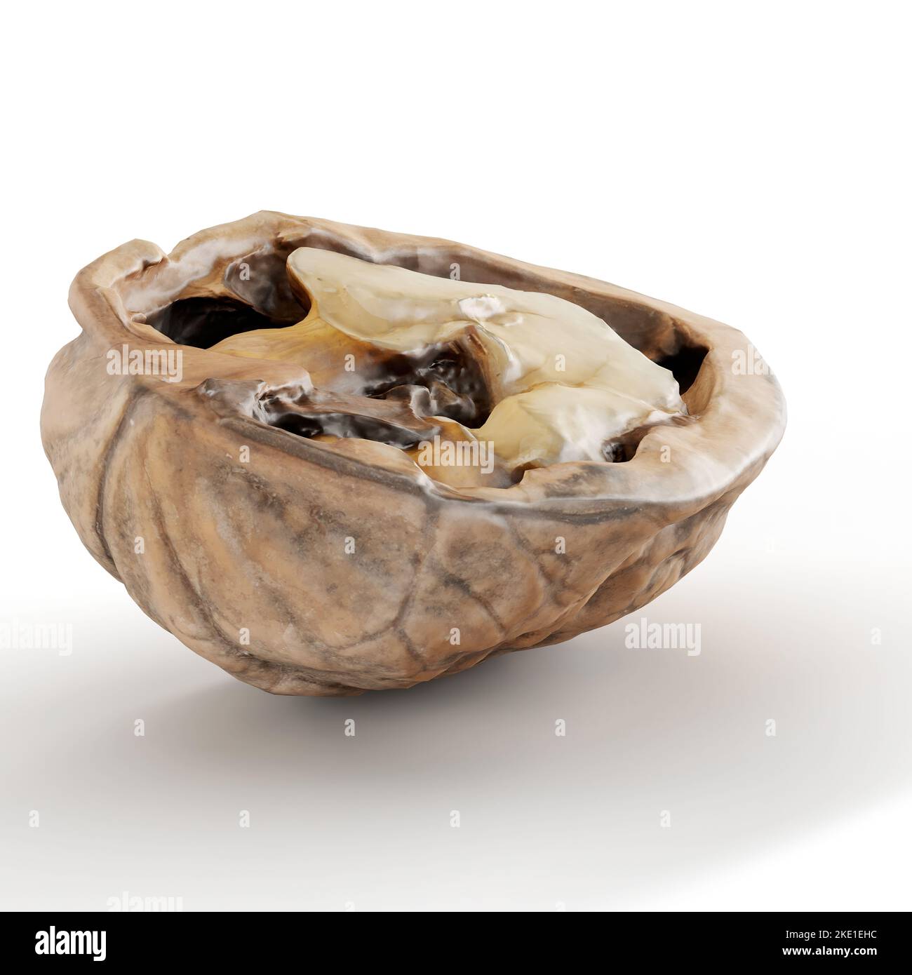 A 3d rendering of a half of walnut isolated on white background Stock