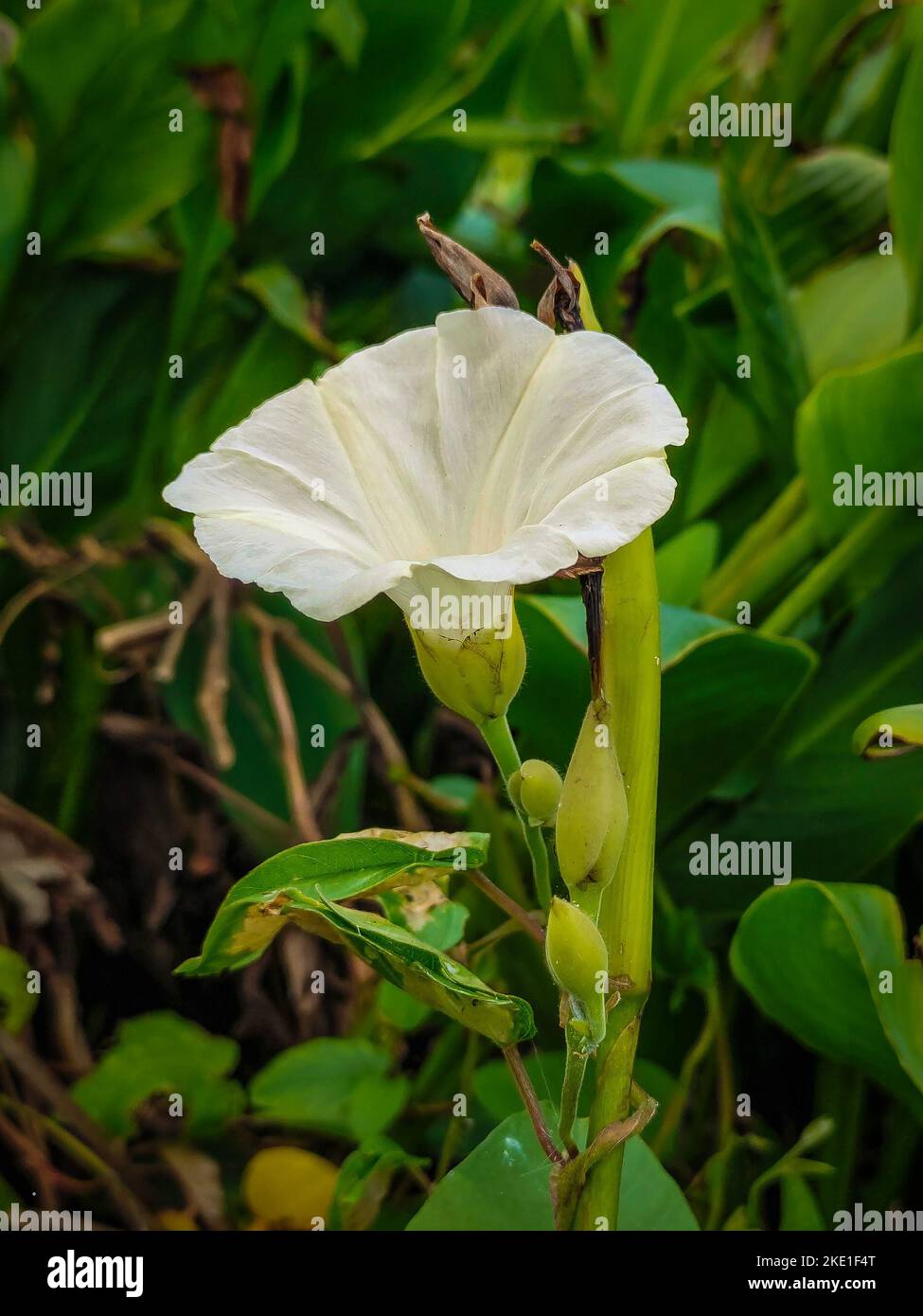 A closeup shot of a beautiful white Merremia flower in the garden Stock Photo