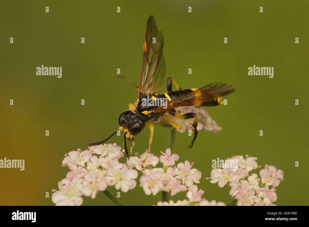 A closeup of a sawfly pollinating beautiful small flowers Stock Photo
