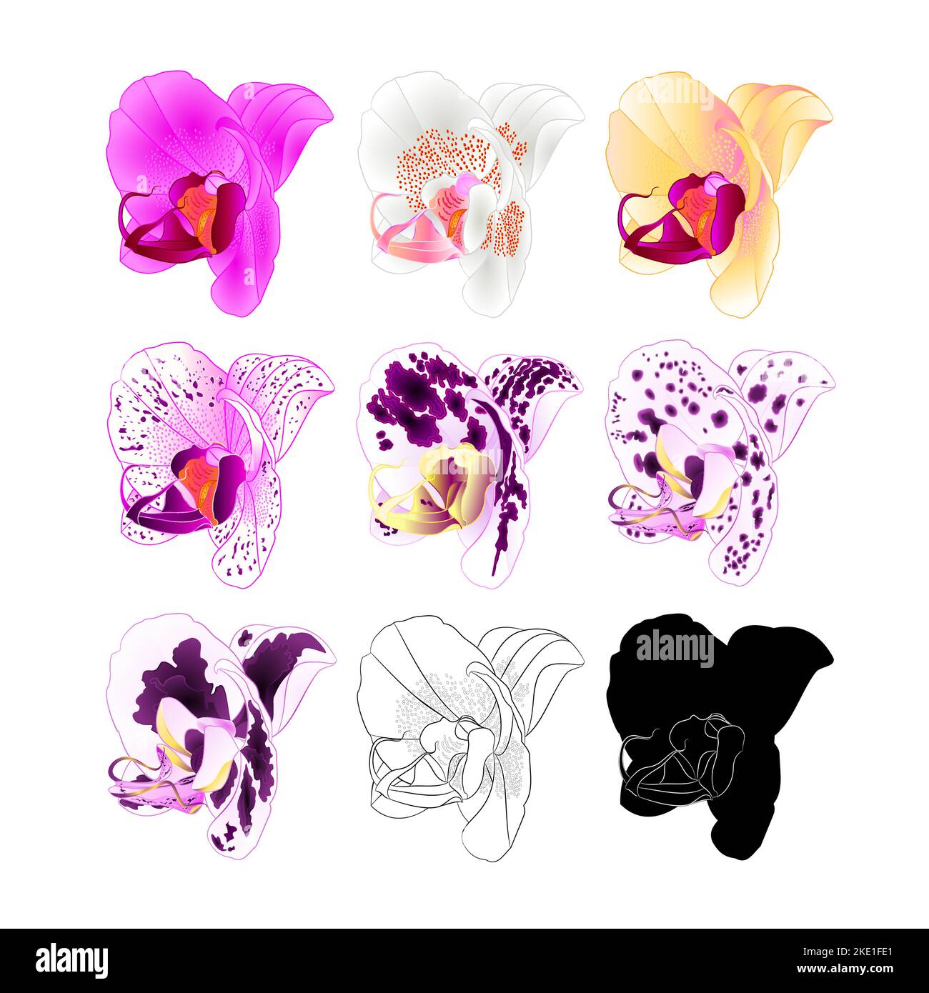 Orchid Phalaenopsis various colours natural, outline, silhouette,flower fourth on a white background vintage vector editable illustration hand draw Stock Vector