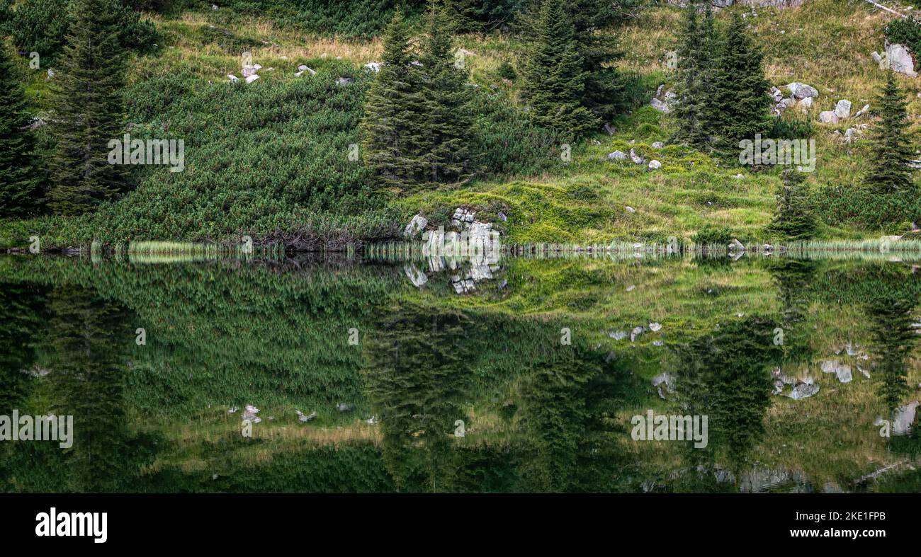 the Colbricon lakes in summer with the forest reflected on the water ...