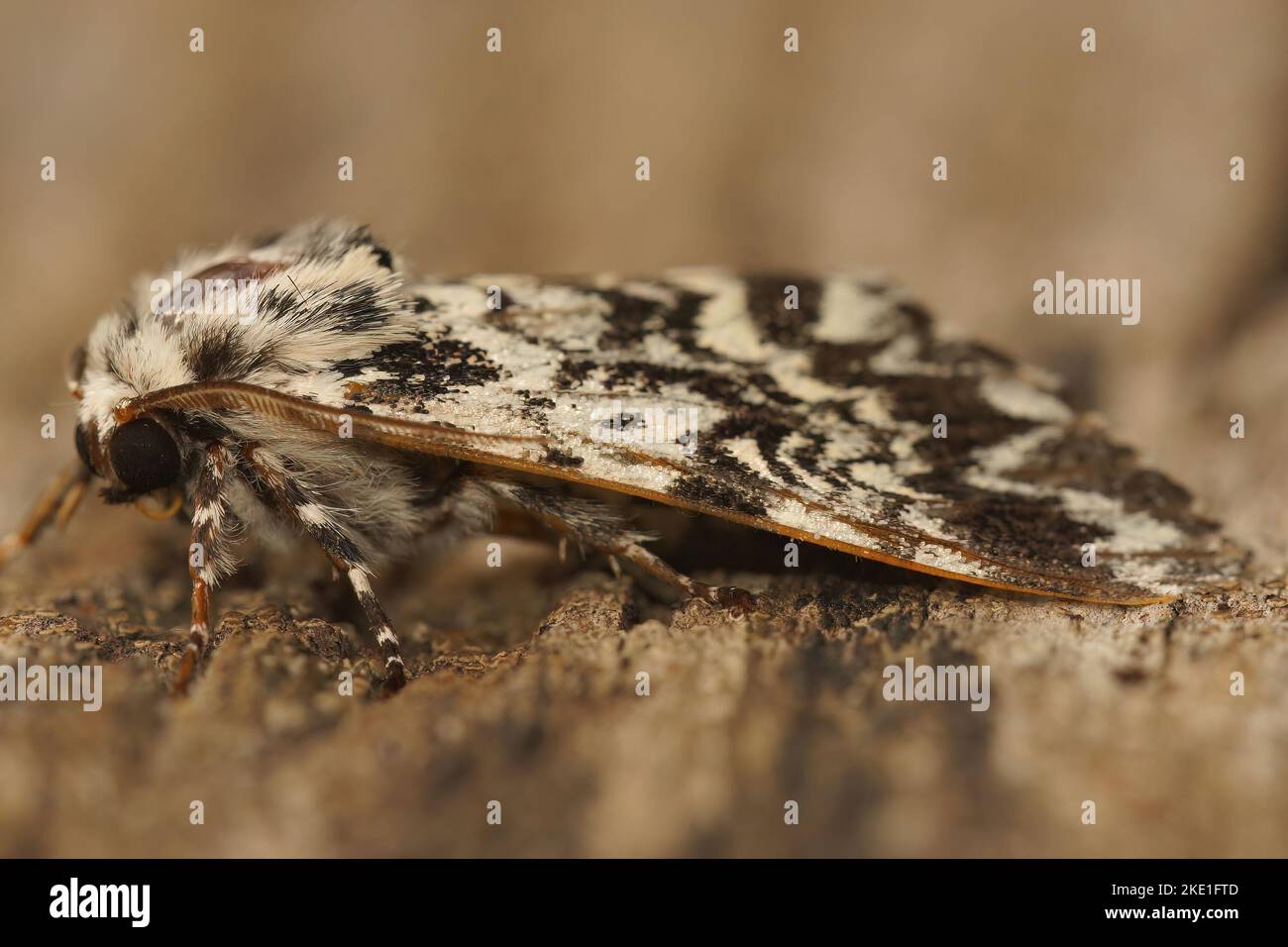 A closeup of a Panthea coenobita moth Stock Photo