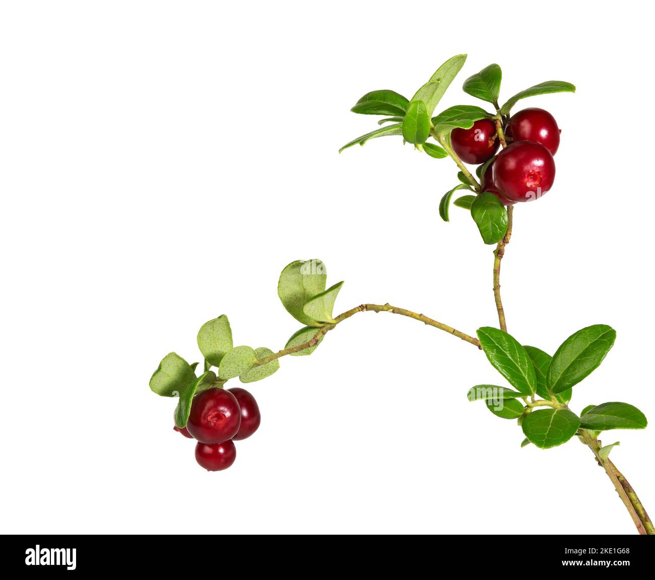 Cowberry with leaves isolated on white. Lingonberries. Branches forest cowberriesw.  Wild berry cowberry. Stock Photo