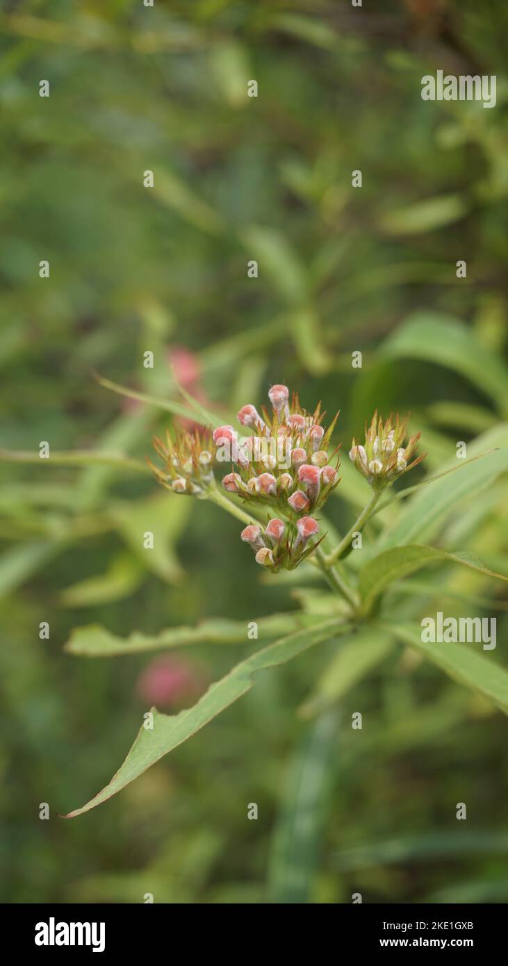Closeup of rose color flowers of Arachnothryx leucophylla also known as ...