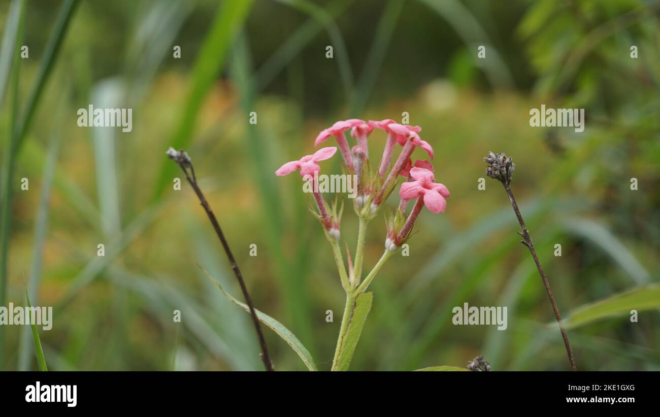 Closeup of rose color flowers of Arachnothryx leucophylla also known as ...