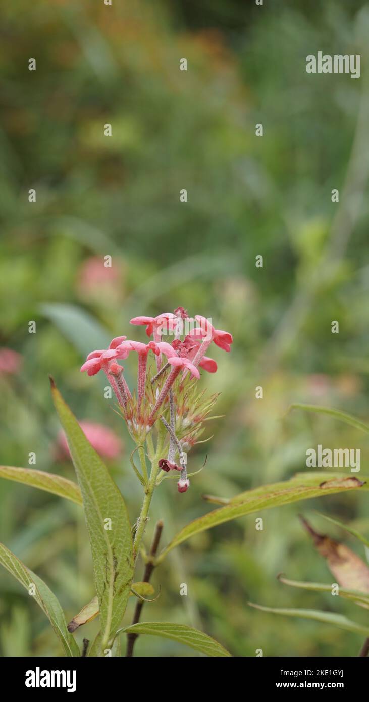 Closeup of rose color flowers of Arachnothryx leucophylla also known as ...