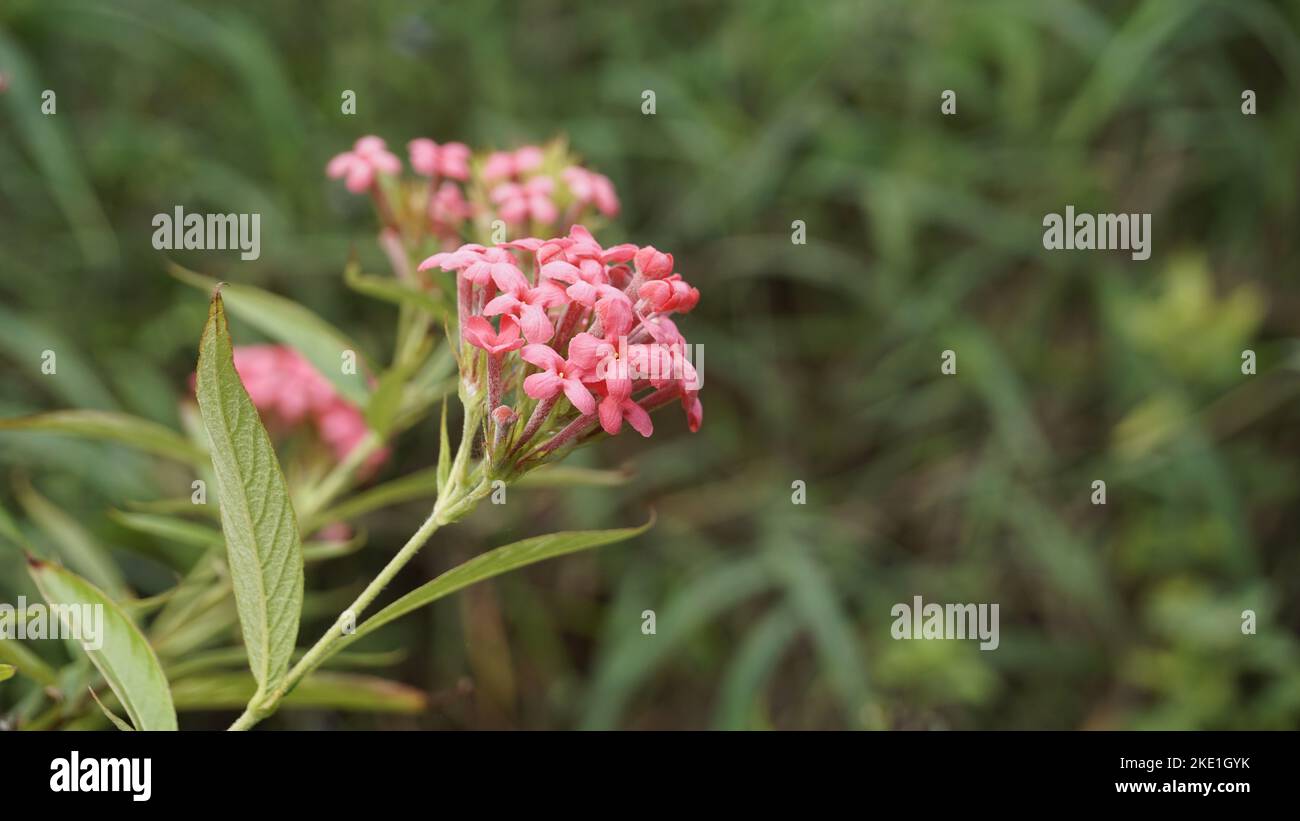 Closeup of rose color flowers of Arachnothryx leucophylla also known as ...