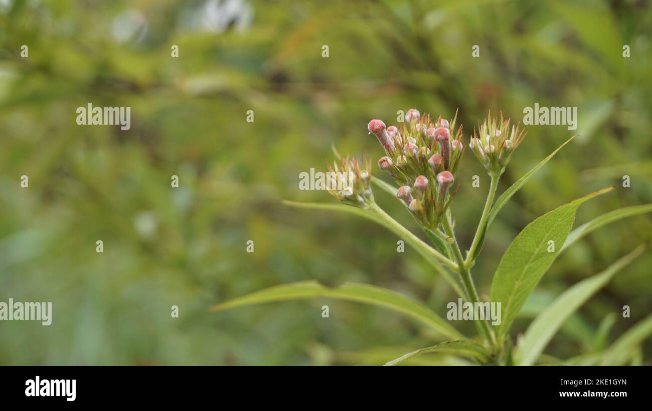 Closeup of rose color flowers of Arachnothryx leucophylla also known as ...