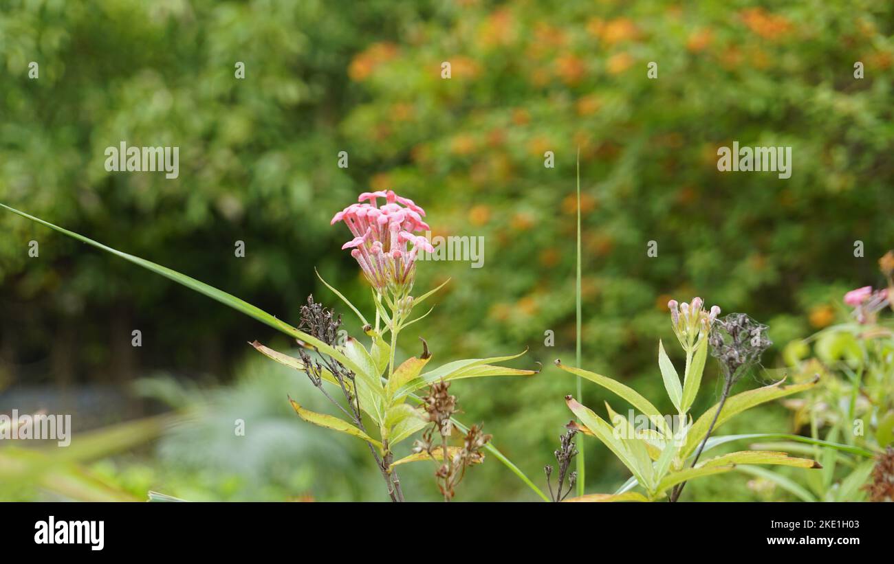 Closeup of rose color flowers of Arachnothryx leucophylla also known as ...