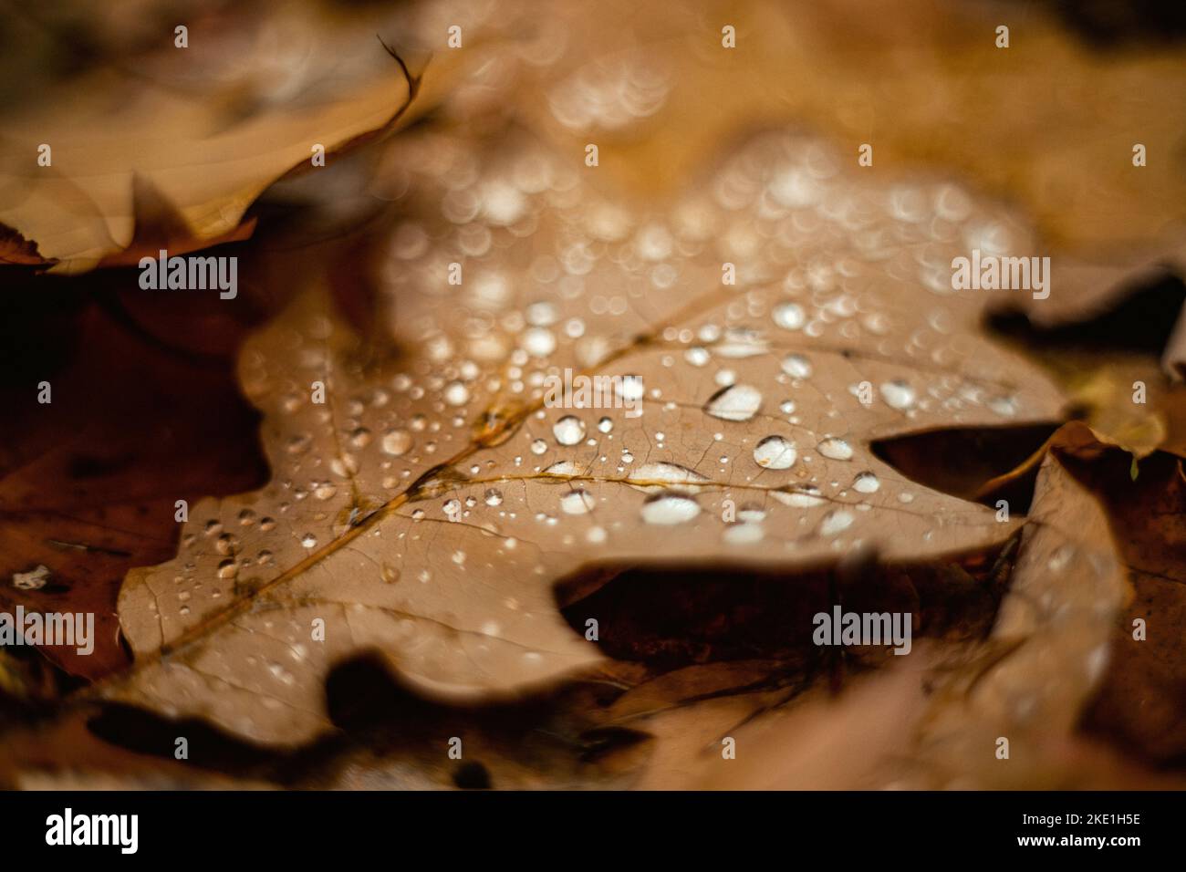 Shot fallen oak leaves hi-res stock photography and images - Alamy