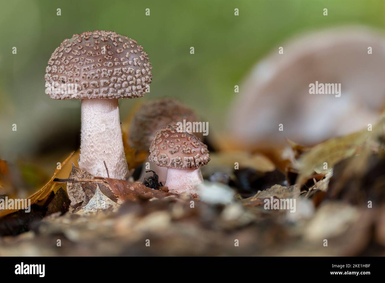 Two young blusher mushrooms (Amanita rubescens) in the autumn Stock Photo