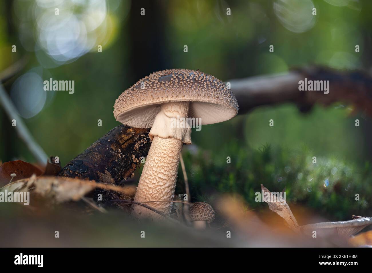 A perfect specimen of a blusher mushroom (Amanita rubescens) Stock Photo