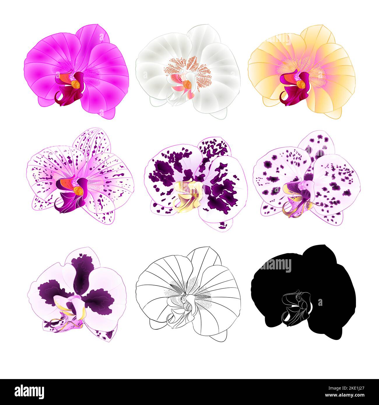 Orchid Phalaenopsis various colours natural, outline, silhouette,flower six on a white background vintage vector editable illustration hand draw Stock Vector