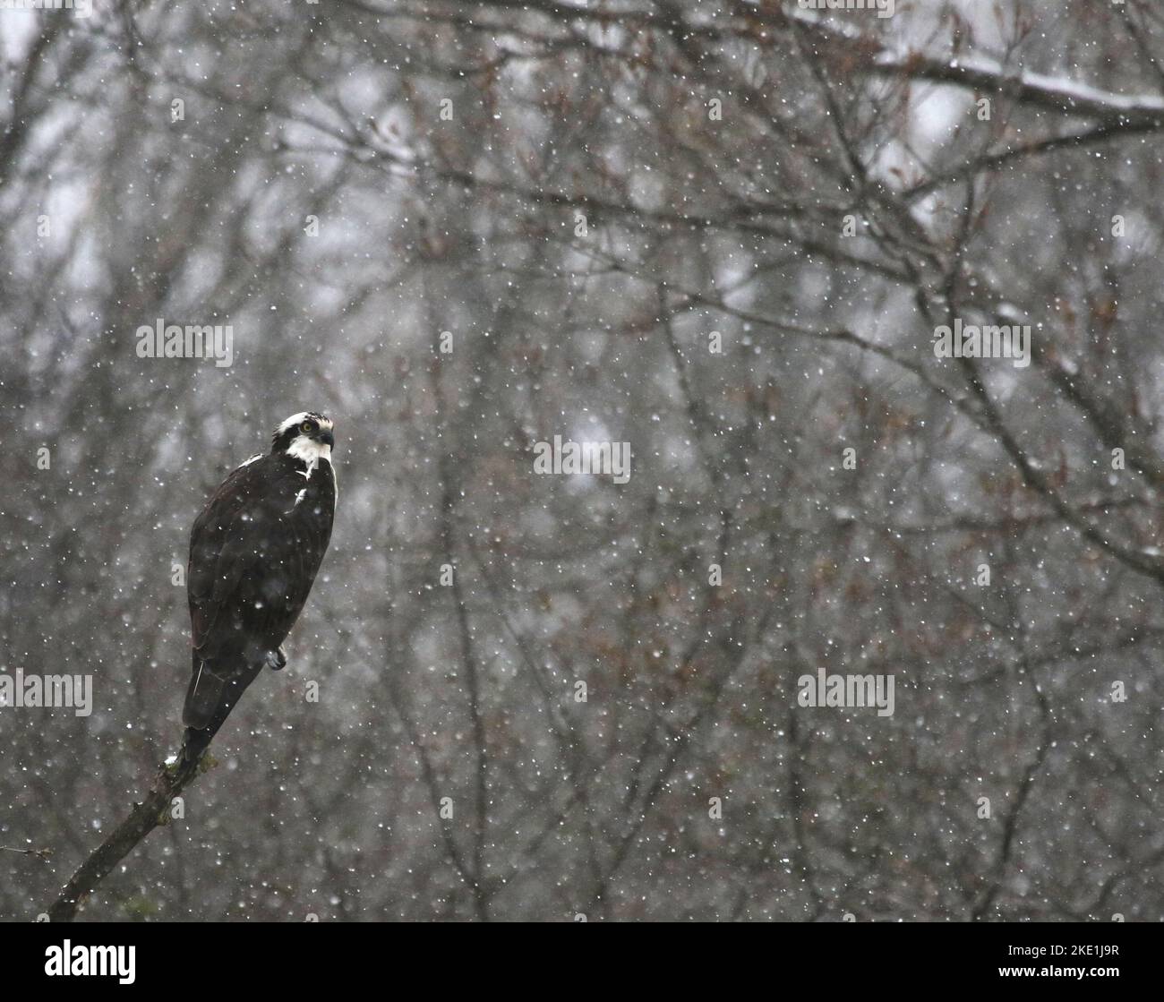 Snow Osprey Stock Photo