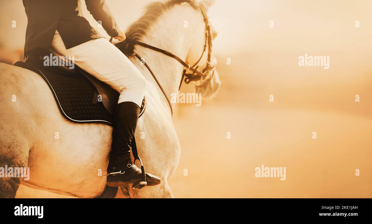 A beautiful white horse with a rider in the saddle is riding fast towards the dawn. Equestrian sports and horse riding. Equestrian life. Stock Photo