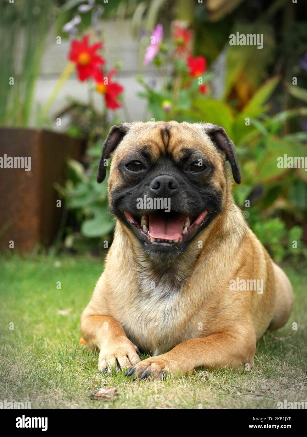 A vertical image of  jack Russelxpug dog with an open mouth, lying on the grass in the background of flowers in Nottingham Stock Photo