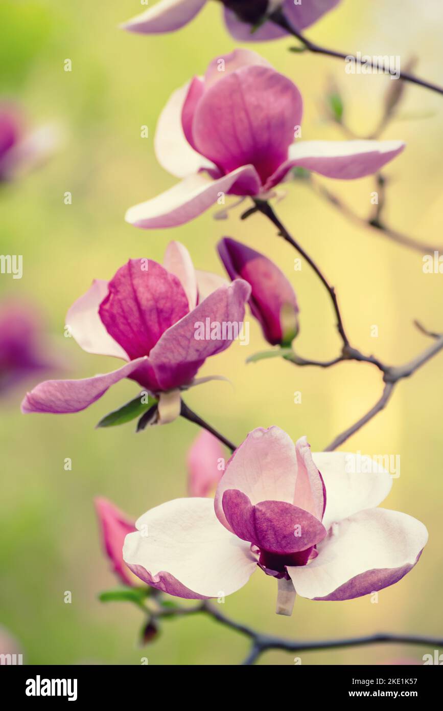 Magnolia spring flowers Stock Photo - Alamy