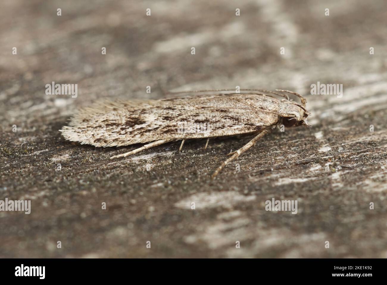 A closeup of a gelechia senticetella moth isolated on a wooden surface Stock Photo