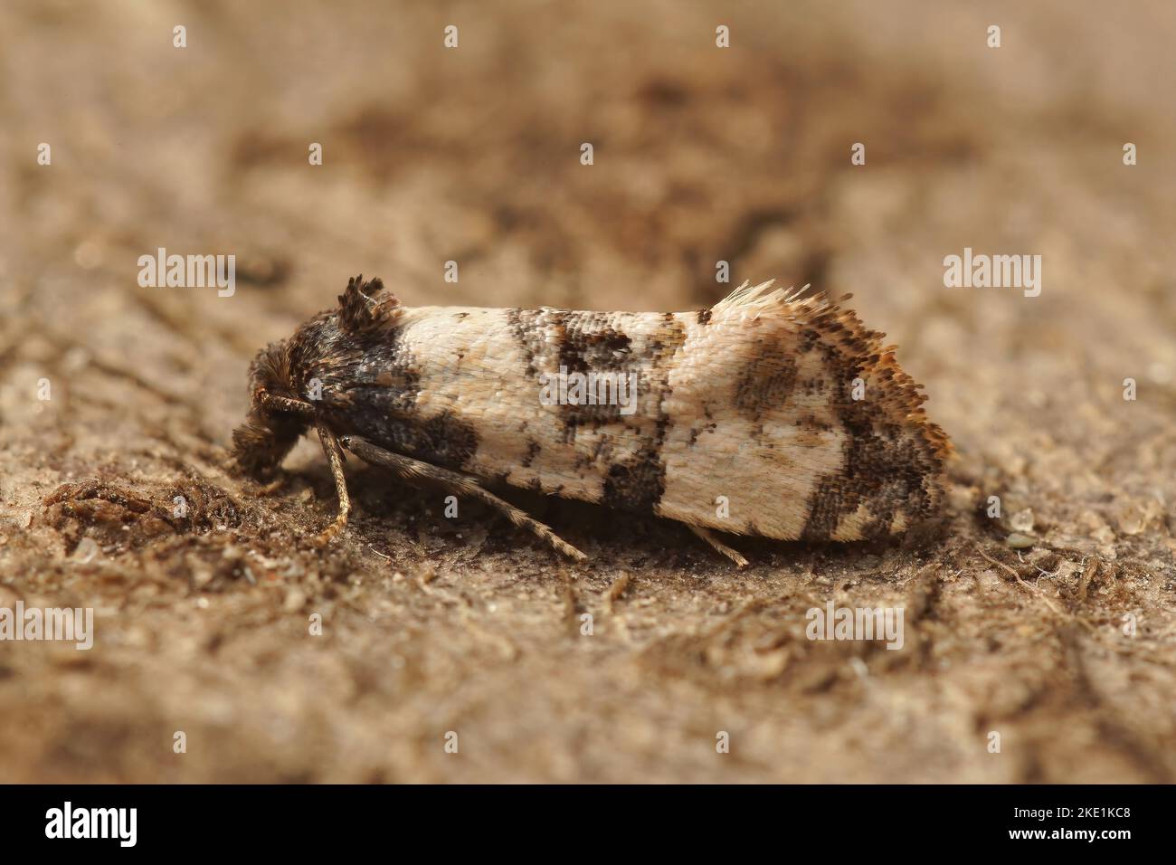 A closeup of a cochylis atricapitana tortricid moth isolated on a wooden surface Stock Photo