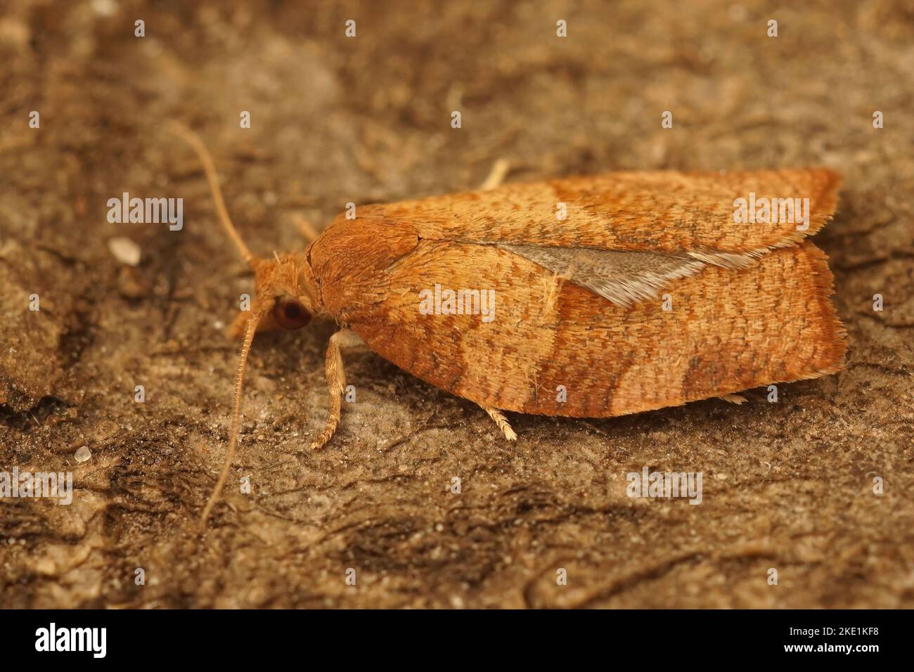 A closeup of a tortricid moth (pandemis heparana) isolated on a wooden surface Stock Photo