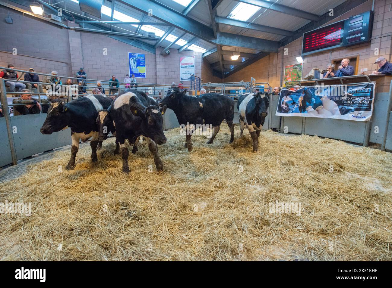 Cattle being auctioned at Carmarthen livestock market Stock Photo Alamy
