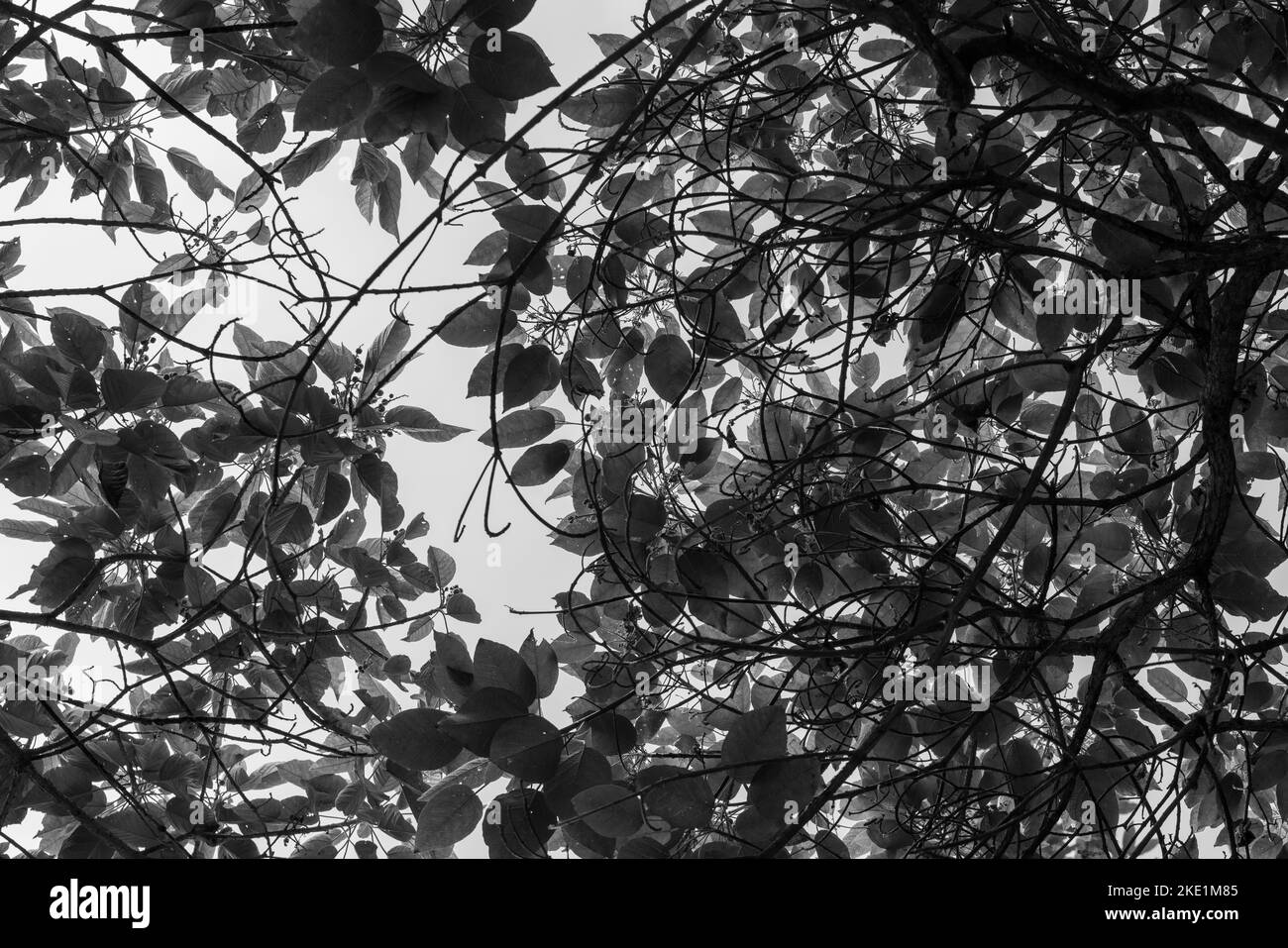 Branches Leaves Pattern Tree Black and White Stock Photo