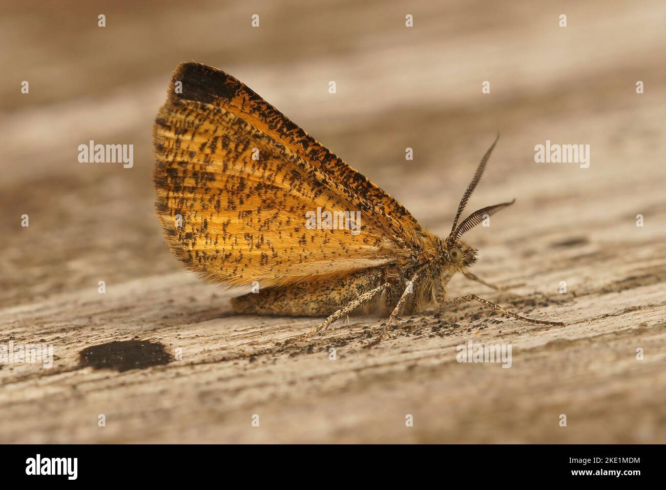 A close up of the common heath moth (Ematurga atomaria) on blurred background Stock Photo