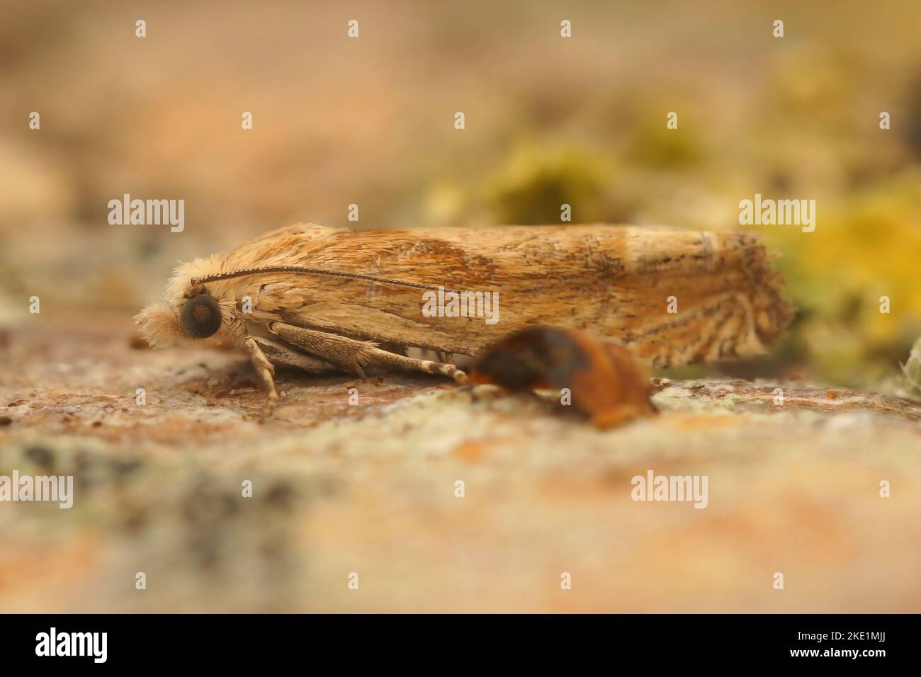A macro shot of a Eucosma moth on blurred background Stock Photo