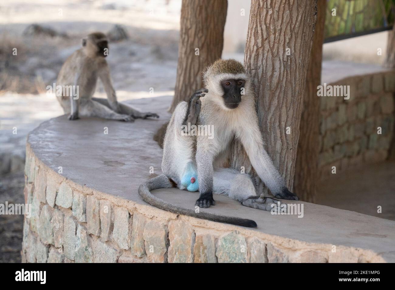 A male vervet monkey with a blue scrotum, a sign of its dominance, in Tanzania. Stock Photo
