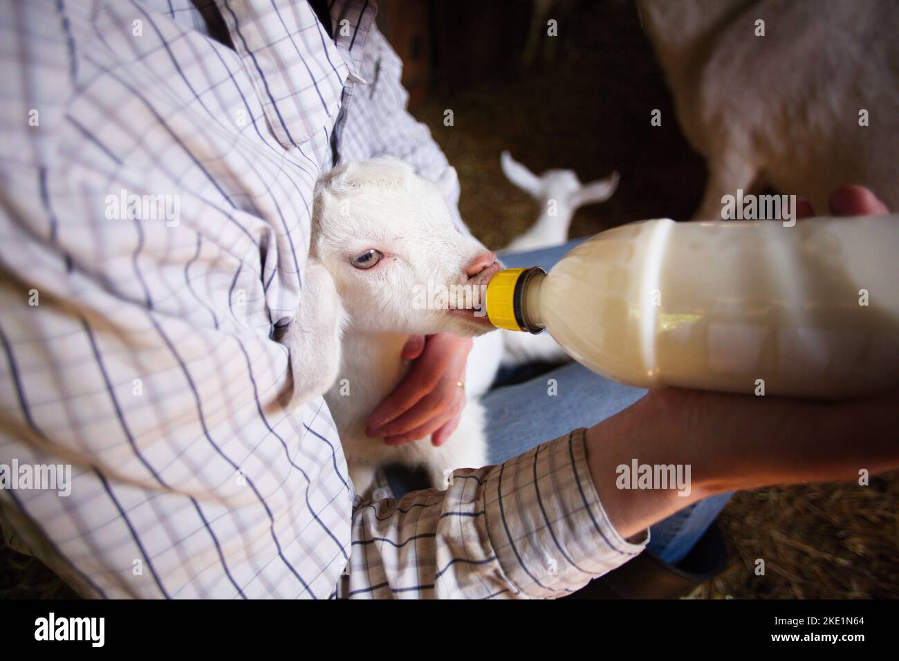 A man feeding his fainting goat on his body Stock Photo
