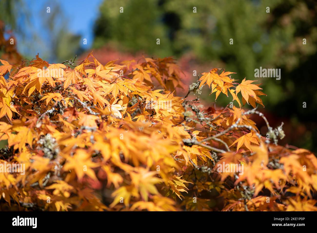Close up of orange leaves on a Japanese maple (acer palmatum) tree in ...