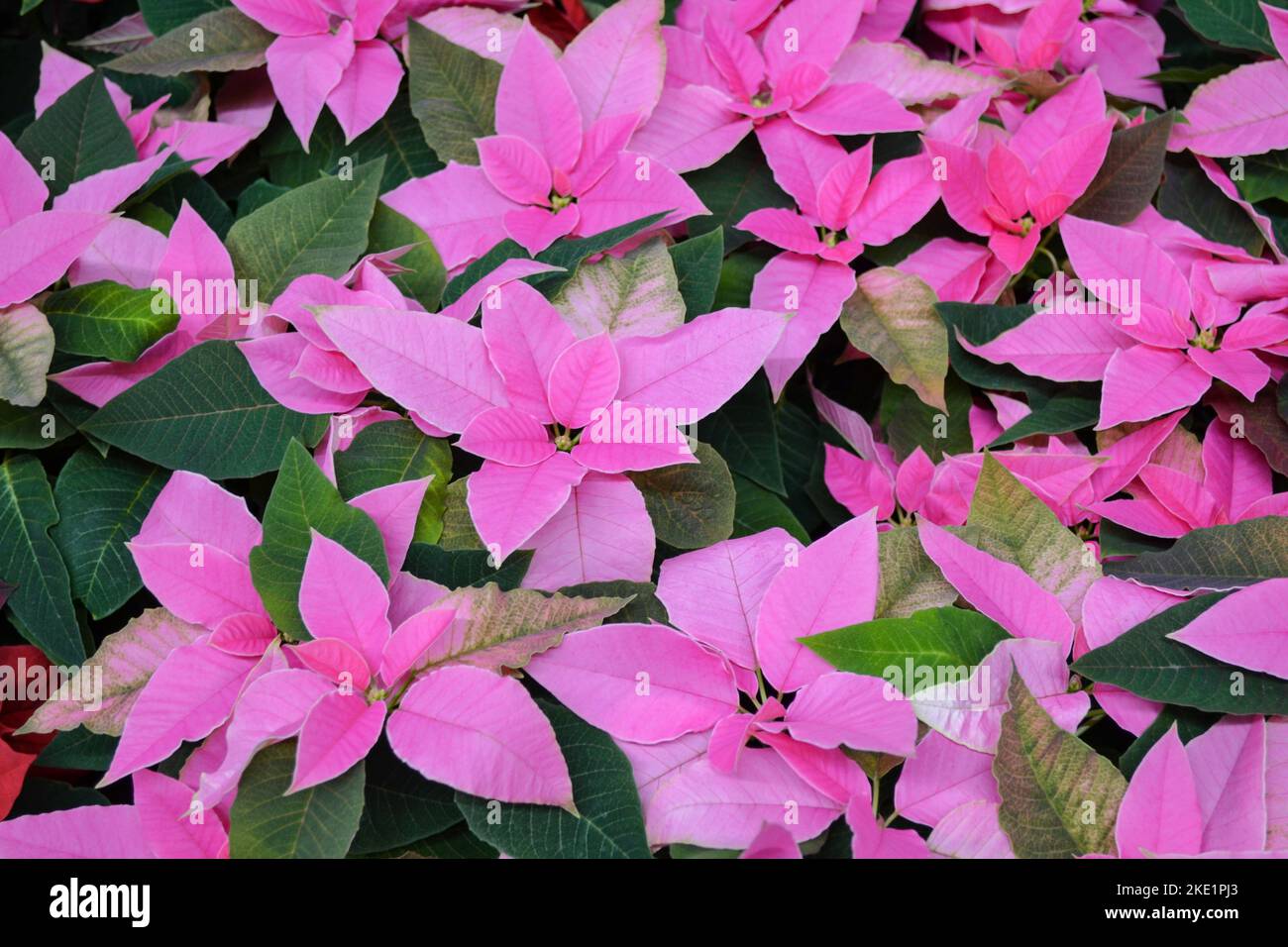 Bright pink poinsettia flowers, otherwise called Christmas star, with dark green leaves. Flower pink background. Copy space Stock Photo