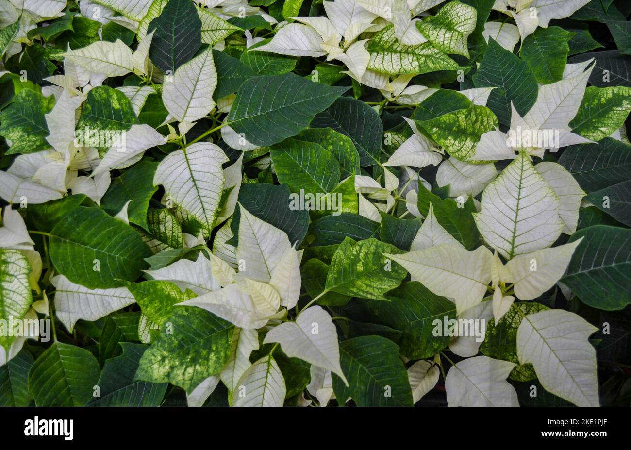Close-up of bright flower of white with green poinsettia known as the Christmas or Bethlehem star with variegated leaves. Variety regina, silverstar, Stock Photo
