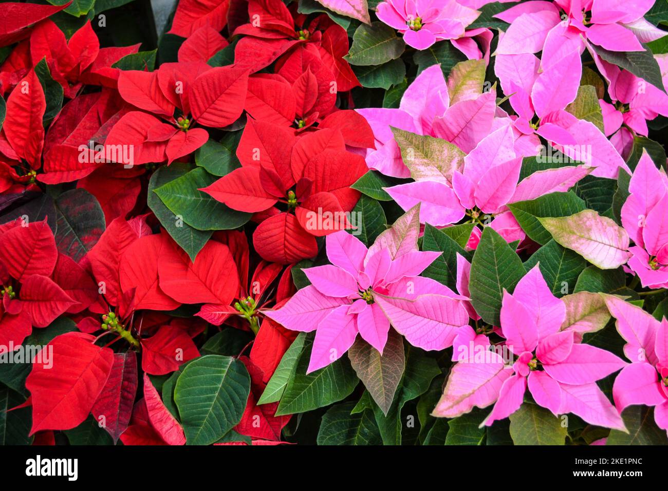 The bright red and pink flowers of poinsettia, otherwise called the Christmas star, with dark green leaves. In large numbers as a festive background Stock Photo
