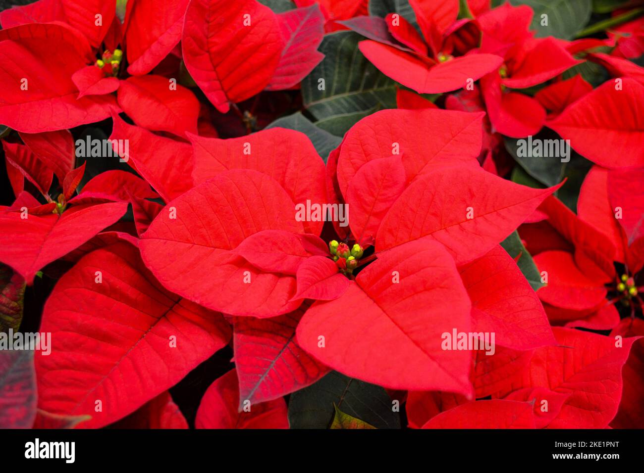 Close up of the bright red flower of poinsettia, otherwise called the Christmas star. Red festive background. Stock Photo