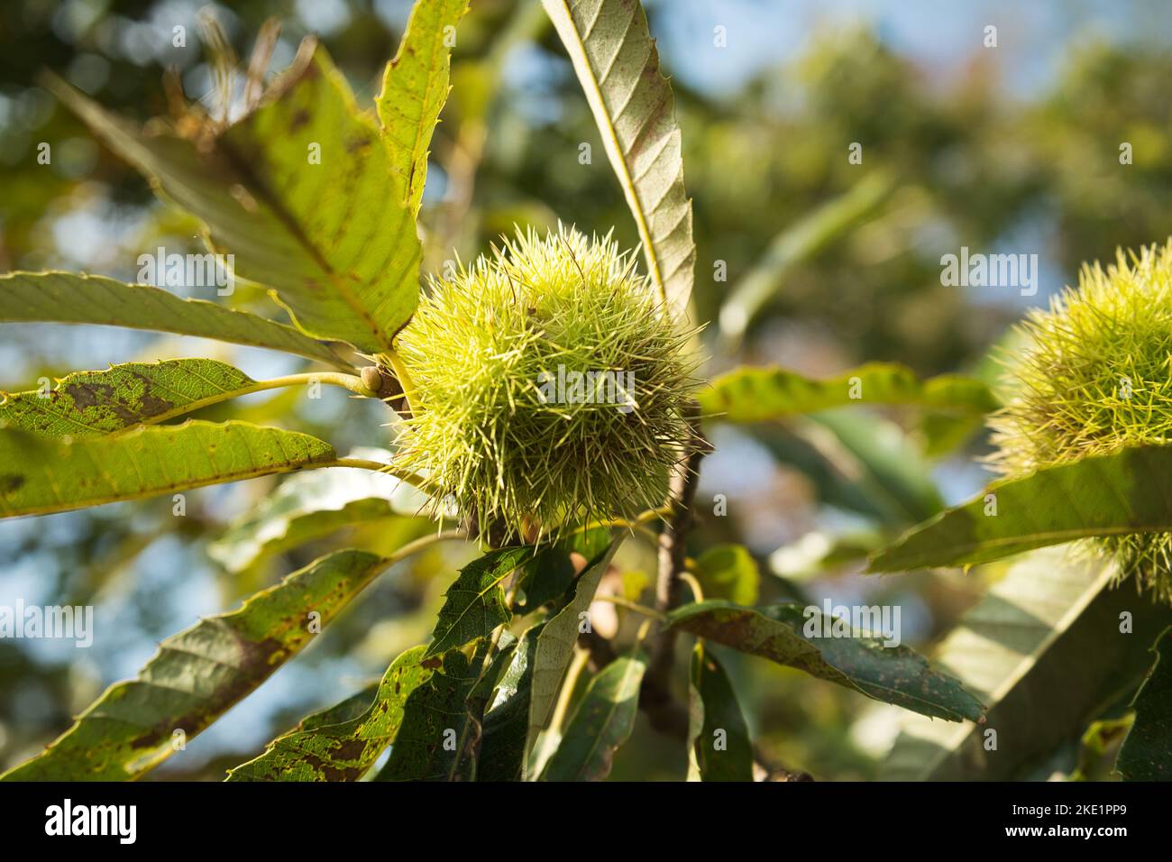 Closeup shot tree leaf hi-res stock photography and images - Alamy