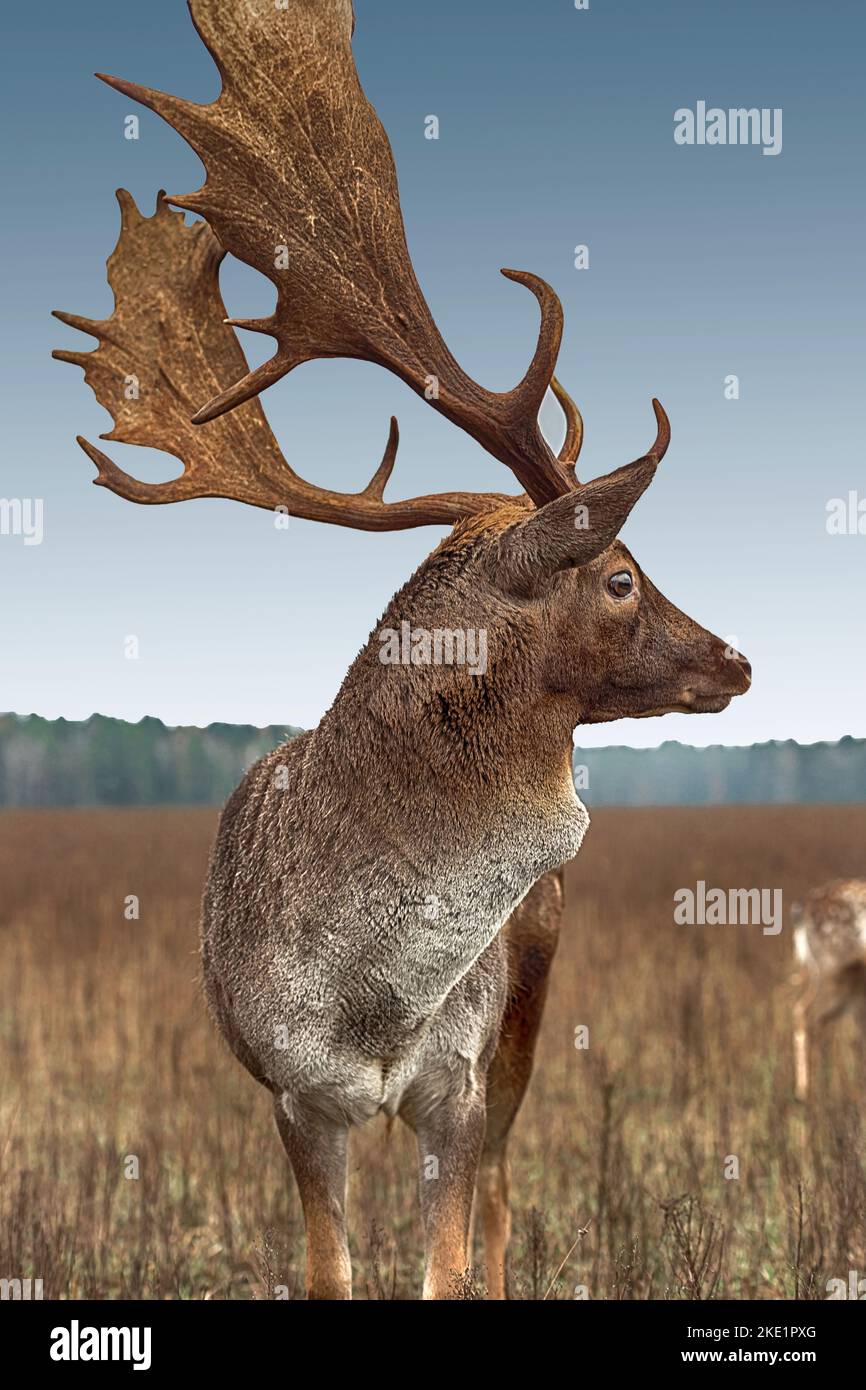 Close-up portrait of a majestic deer with large antlers, autumn in the afternoon in a clearing, forest in the background. Stock Photo