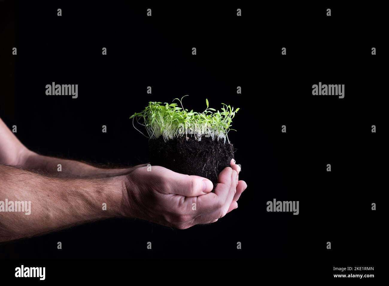 Side view of a man's hands showing green shoots growing in the ground. Caring for the environment and sustainable cultivation to fight climate change Stock Photo