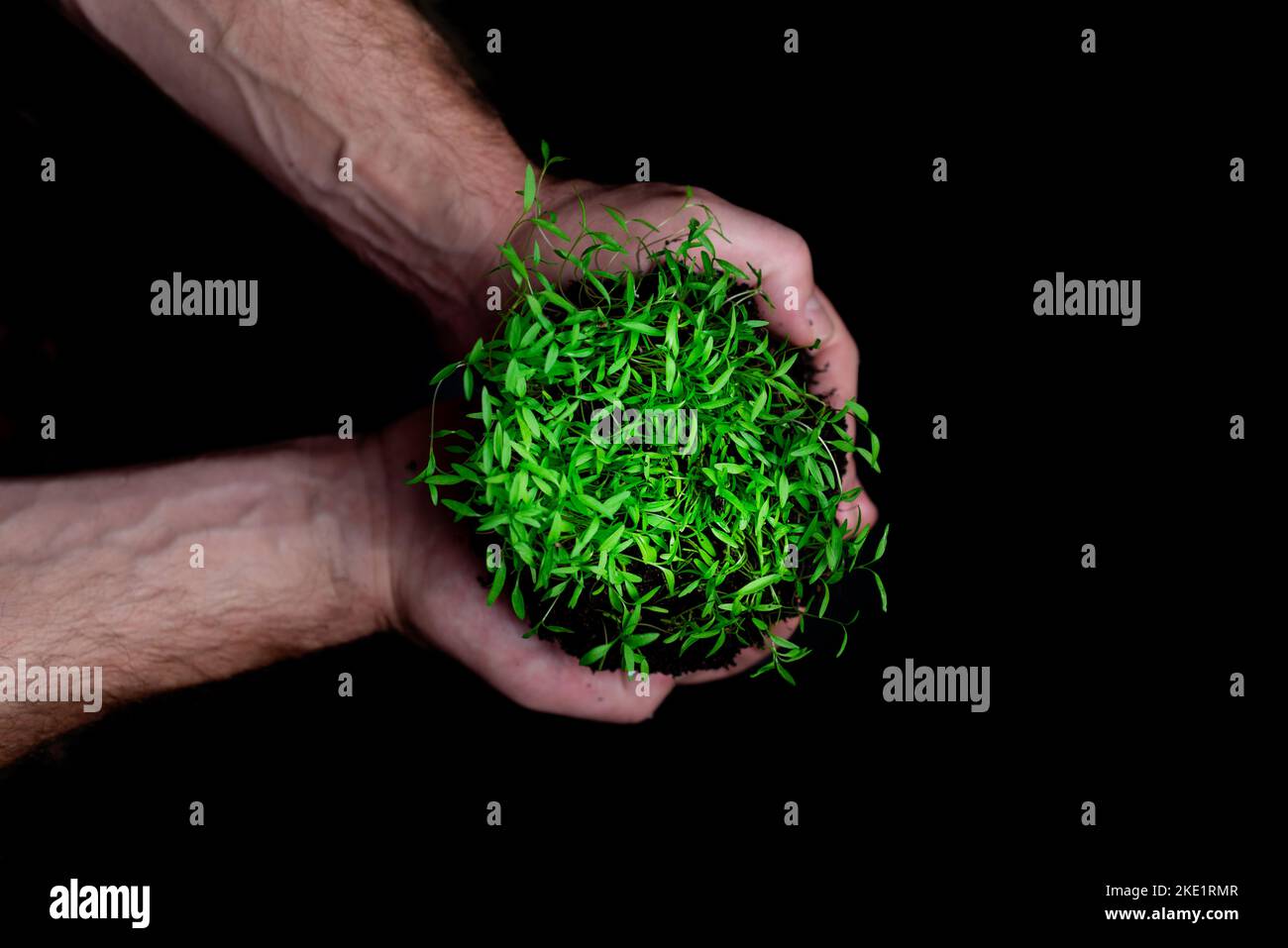 Overhead view of a man's hands showing green shoots growing in the ground in the foreground. Environmental care and sustainable cultivation to fight c Stock Photo